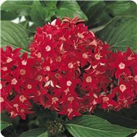 Butterfly Red Pentas
