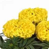 African Marigold Taishan™ Yellow 