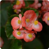Begonia BabyWing™ Bicolor 