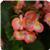 BabyWing™ Bicolor Begonia