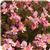 BabyWing™ Pink Begonia