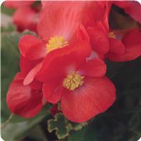 BabyWing™ Red Begonia