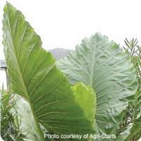 Calidora Alocasia