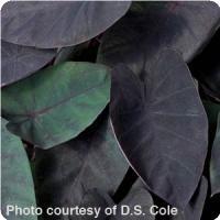 Black Magic Colocasia