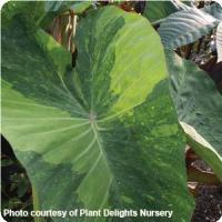 Limeade Colocasia