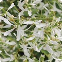 Breathless™ White Euphorbia