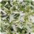 Breathless™ White Euphorbia