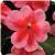 Patchwork Pink Shades Exotic Impatiens