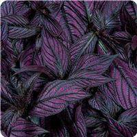 Persian Shield Strobilanthes