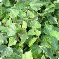Hedera helix Kolibri
