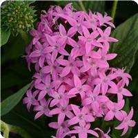 Butterfly Orchid Pentas