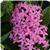 Butterfly Orchid Pentas