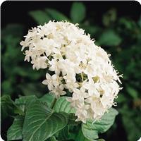 Butterfly White Pentas