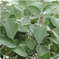 Silver Shield Plectranthus