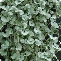 Silver Falls Dichondra