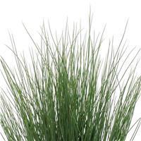 ColorGrass® Juncus Blue Arrows