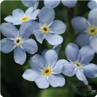 Myosotis Mon Amie Blue 