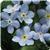 Myosotis Mon Amie Blue