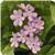 Myosotis Mon Amie Pink