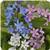 Myosotis Mon Amie Mixture