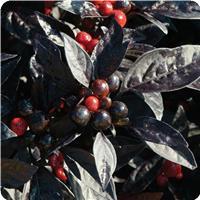 Black Pearl Ornamental Pepper