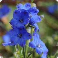 Delphinium Diamonds Blue
