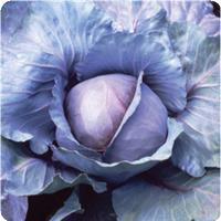 Red Jewel Cabbage