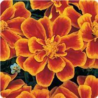 Durango™ Flame French Marigold