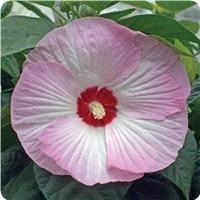 Hibiscus Luna Pink Swirl