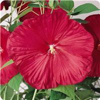 Hibiscus Luna Red