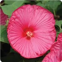 Hibiscus Luna Rose