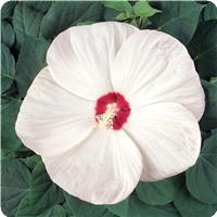 Hibiscus Luna White