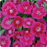 Ideal Select Violet Dianthus