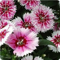 Ideal Select WhiteFire Dianthus