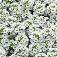 Clear Crystal™ White Alyssum