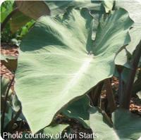 Maui Magic Colocasia