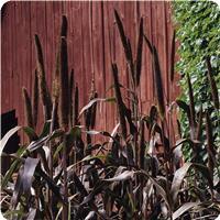 Purple Majesty Ornamental Millet