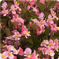 BabyWing™ Pink Begonia