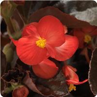 Begonia BabyWing Red Bronze Leaf 