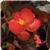 BabyWing Red Bronze Leaf Begonia