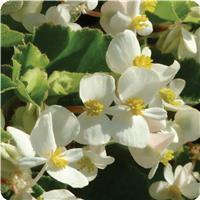 BabyWing™ White Begonia