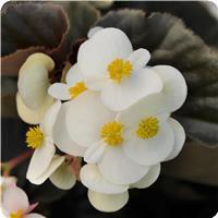 Begonia BabyWing™ White Bronze Leaf 