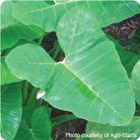 Green Dwarf Xanthosoma Atrovirens