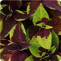 Pineapple Surprise Coleus, Premium Sun