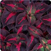 Magilla™ Purple Perilla