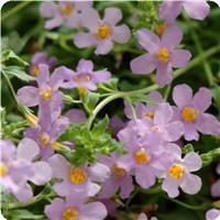 Blutopia Bacopa