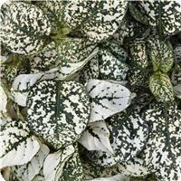 Splash Select White Hypoestes