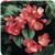Dragon Wing™ Pink Begonia