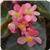 Dragon Wing Pink Bronze Leaf Begonia