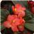 Dragon Wing Red Bronze Leaf Begonia
